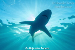 Shark in the Sun, Gardens of the Queen Cuba by Alejandro Topete 